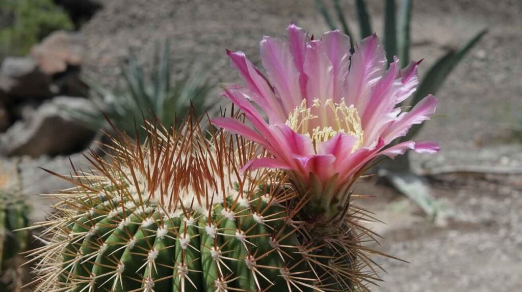 Peruvian Apple Cactus